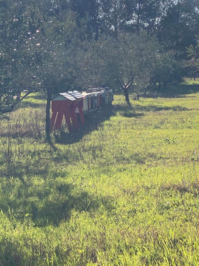 Agriturismo Le Biricoccole Вада Экстерьер фото